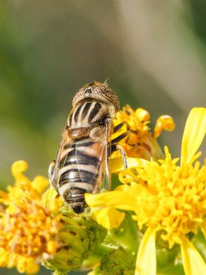  Eristalinus megacephalus (Rossi, 1794)