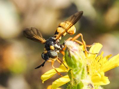  Conops vitellinus Loew, 1847