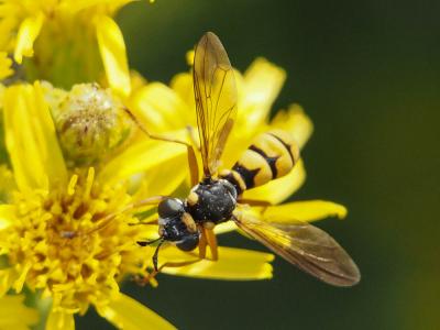  Conops vitellinus Loew, 1847