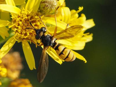  Conops vitellinus Loew, 1847