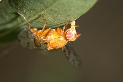  Chetostoma curvinerve (Rondani, 1856)
