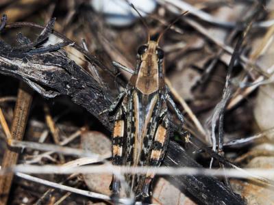 Caloptène ochracé, Criquet de Barbarie Calliptamus barbarus (O.G. Costa, 1836)
