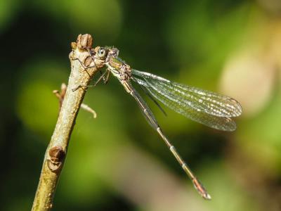 Leste vert Chalcolestes viridis (Vander Linden, 1825)