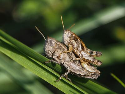Criquet pansu Pezotettix giornae (Rossi, 1794)