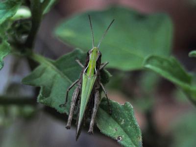 Criquet noir-ébène Omocestus rufipes (Zetterstedt, 1821)