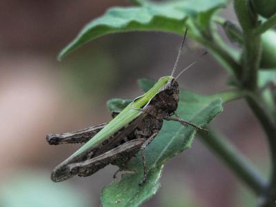 Criquet noir-ébène Omocestus rufipes (Zetterstedt, 1821)