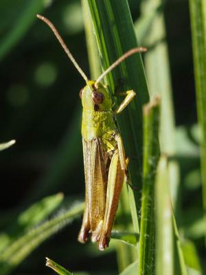 Criquet des pâtures, Oedipode parallèle Pseudochorthippus parallelus (Zetterstedt, 1821)