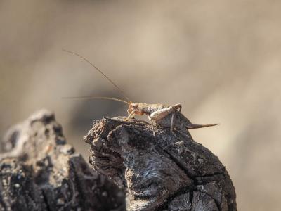 Grillon des Cistes Arachnocephalus vestitus Costa, 1855