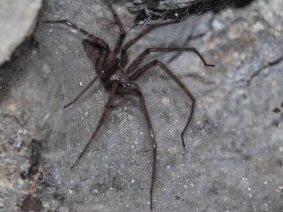  Tegenaria Latreille, 1804