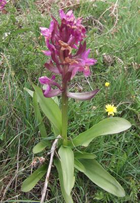 Dactylorhize à feuilles larges Dactylorhiza sambucina (L.) Soó, 1962