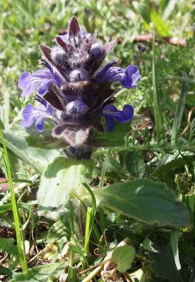 Bugle de Genève Ajuga genevensis L., 1753