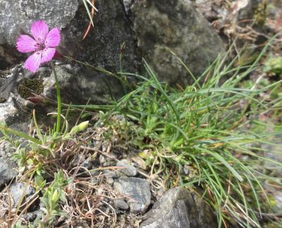 Œillet des terrains granitiques Dianthus graniticus Jord., 1849