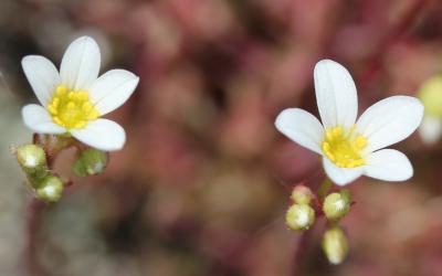 Saxifrage continentale Saxifraga fragosoi Sennen, 1929