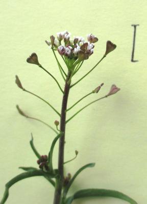 Bourse-à-pasteur rougeâtre Capsella bursa-pastoris subsp. rubella (Reut.) Hobk., 1869