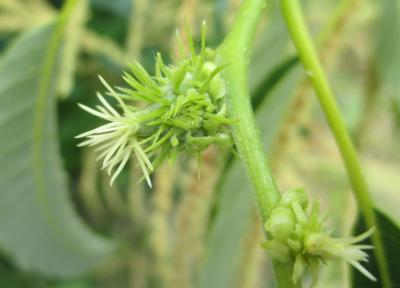 Chataignier, Châtaignier commun Castanea sativa Mill., 1768