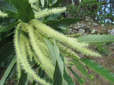 Chataignier, Châtaignier commun Castanea sativa Mill., 1768