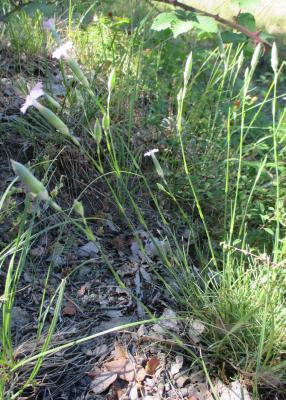 Oeillet virginal Dianthus longicaulis Ten., 1819