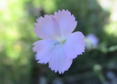 Oeillet virginal Dianthus longicaulis Ten., 1819