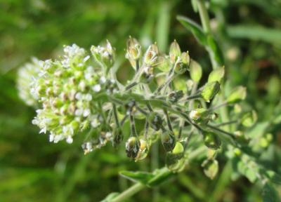 Passerage hétérophylle Lepidium heterophyllum Benth., 1826