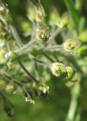 Passerage hétérophylle Lepidium heterophyllum Benth., 1826