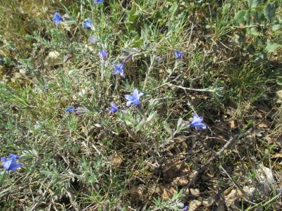 Grémil ligneux Lithodora fruticosa (L.) Griseb., 1844