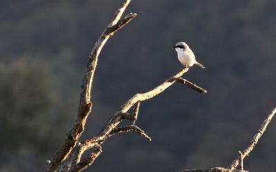 Pie-grièche grise Lanius excubitor Linnaeus, 1758
