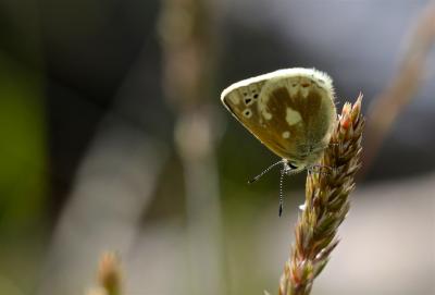 Azuré de l'Androsace (L') Agriades pyrenaica (Boisduval, 1840)