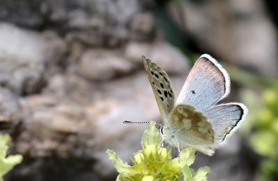 Azuré de l'Androsace (L') Agriades pyrenaica (Boisduval, 1840)