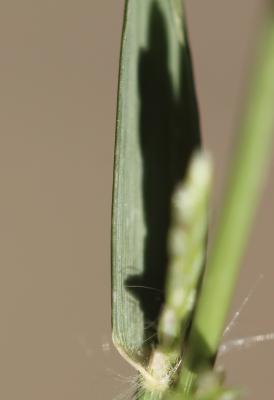 Éragrostis de Barrelier, Éragrostide de Barrelier Eragrostis barrelieri Daveau, 1894