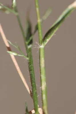 Éragrostis faux-pâturin, Petit Éragrostis Eragrostis minor Host, 1809
