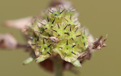 Scabieuse à trois étamines, Scabieuse de Gramont Scabiosa triandra L., 1753