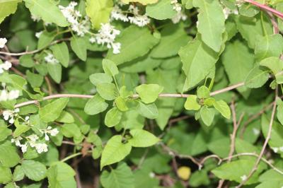 Renouée de Chine, Renouée de Boukhara Fallopia aubertii (L.Henry) Holub, 1971