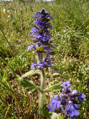 Bugle de Genève Ajuga genevensis L., 1753