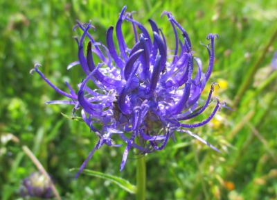 Raiponce orbiculaire Phyteuma orbiculare L., 1753