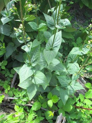 Scrophulaire noueuse Scrophularia nodosa L., 1753