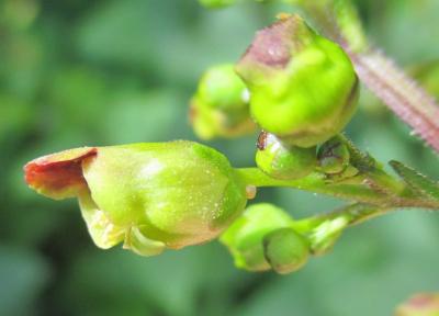 Scrophulaire noueuse Scrophularia nodosa L., 1753