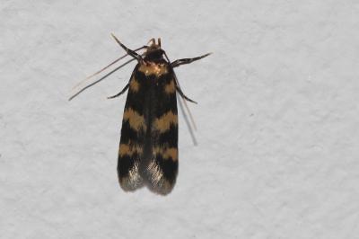  Oegoconia 