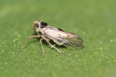  Laodelphax striatellus (Fallén, 1826)