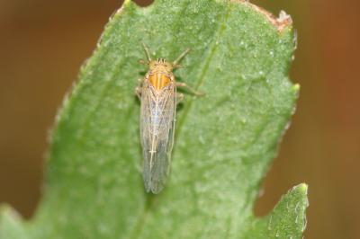  Dicranotropis beckeri Fieber, 1866