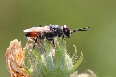  Astata Latreille, 1797