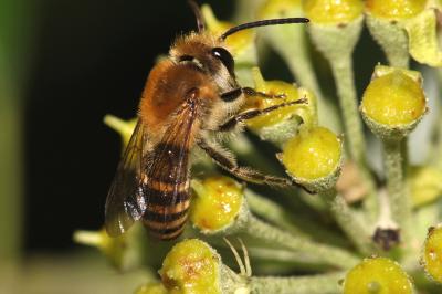 Collète du lierre Colletes hederae Schmidt & Westrich, 1993