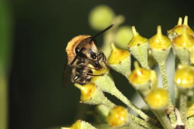 Collète du lierre Colletes hederae Schmidt & Westrich, 1993