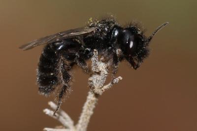  Panurgus dentipes Latreille, 1811