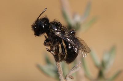  Panurgus dentipes Latreille, 1811