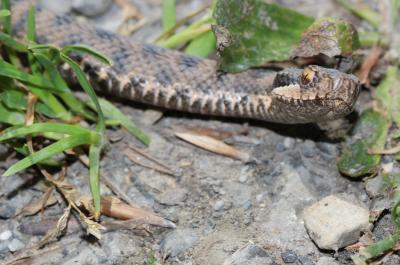 Vipère aspic Vipera aspis (Linnaeus, 1758)