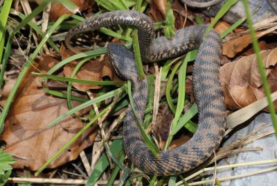 Vipère aspic Vipera aspis (Linnaeus, 1758)