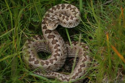 Vipère d'Orsini Vipera ursinii (Bonaparte, 1835)