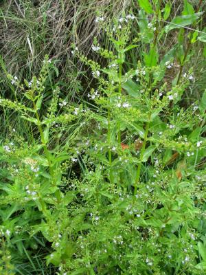 Mouron aquatique, Mouron d'eau Veronica anagallis-aquatica L., 1753