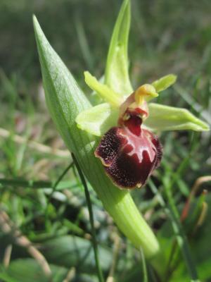  Ophrys occidentalis (Scappat.) Scappat. & M.Demange, 2005