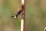  Philanthus triangulum (Fabricius, 1775)